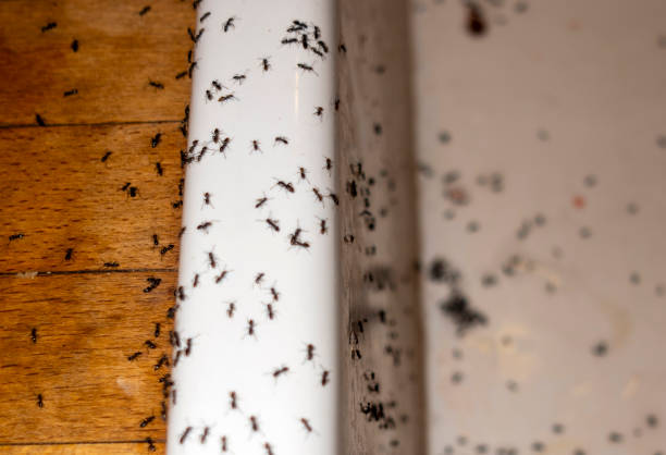 Professional Pest Control in Big Timber, MT