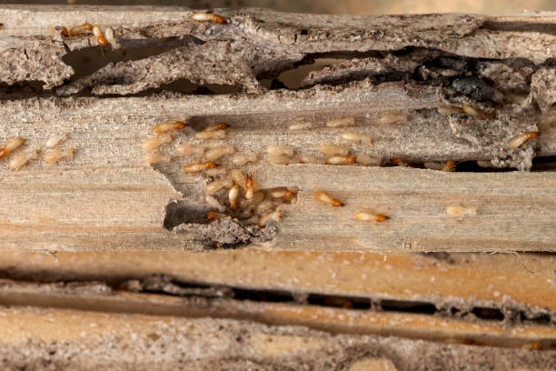 Best Best Pest Control Companies  in Big Timber, MT