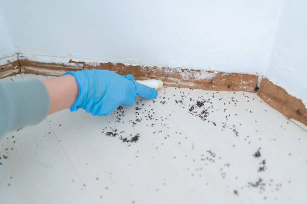 Best Affordable Pest Control Services  in Big Timber, MT