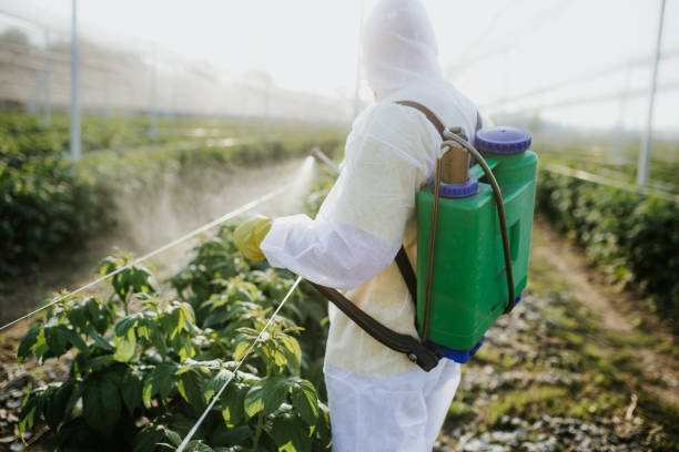Best Termite Control Services  in Big Timber, MT